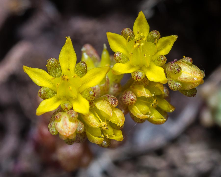 Sedum annuum / Borracina annua